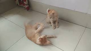 Angry orange kittens  Funny Fighting & Playing Cute Cat Videos Compilation 2024