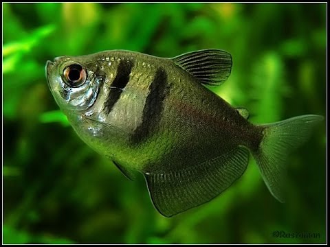 Video: Descripción del pez negro