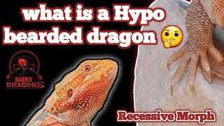 How to identify the Hypo bearded dragon. Real Facts about the Hypomelanistic bearded dragon (Pt.1)