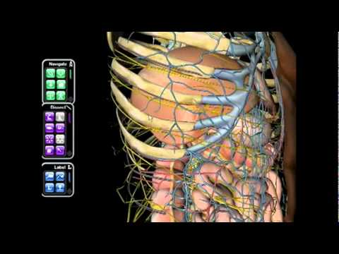 Atlas anatomia humana imagens Atlas anatomia humana imagens