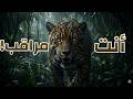 في أعماق غابات الأمازون وثائقي للنوم والاسترخاء العميق