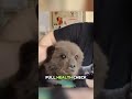 Rescued an abandoned baby bear. #animals #wildlife #bear #help