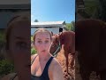 just a light workout for blaze #western #horse #equestrianjourney #horseenthusiast #horsegirl