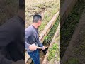 Very nice work idea #shortvideo #farming #youtubeshorts