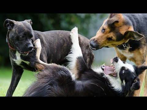 dogs-funny-fight-!