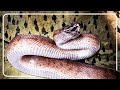 Watch This Boa Hunt Down A Bat In Mid Air | Python Hunters