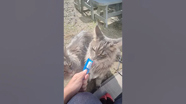 Watch the video about Treat time!! #godisgood #adoreble #cuteanimal #cute #cutecat #love #lol #mainecoon #cat #kitty