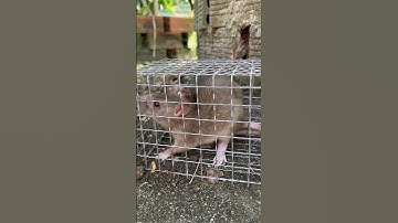 tiếng chuột kêu #shorts