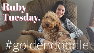 Life with a Goldendoodle 2 years old