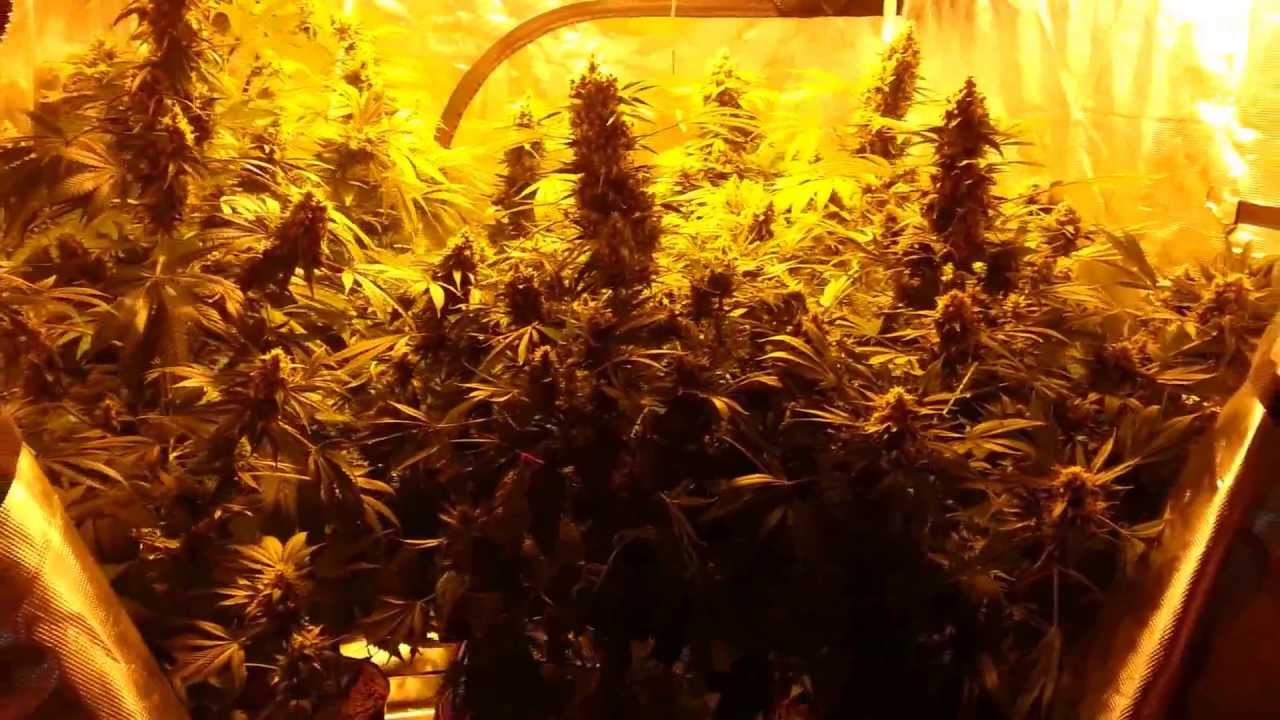 Serious Seeds Chronic Strain.