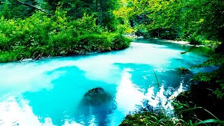 4K Relaxing Music to Relieve Stress, Anxiety & Depression 🐬 Mind, Body & Soul Healing. Stress Relief