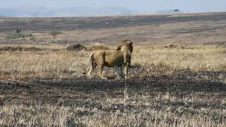 Lions Of Masai Mara Serengeti