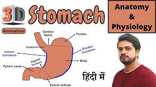 Stomach Anatomy and Physiology in Hindi (3D Animation) | Digestive system