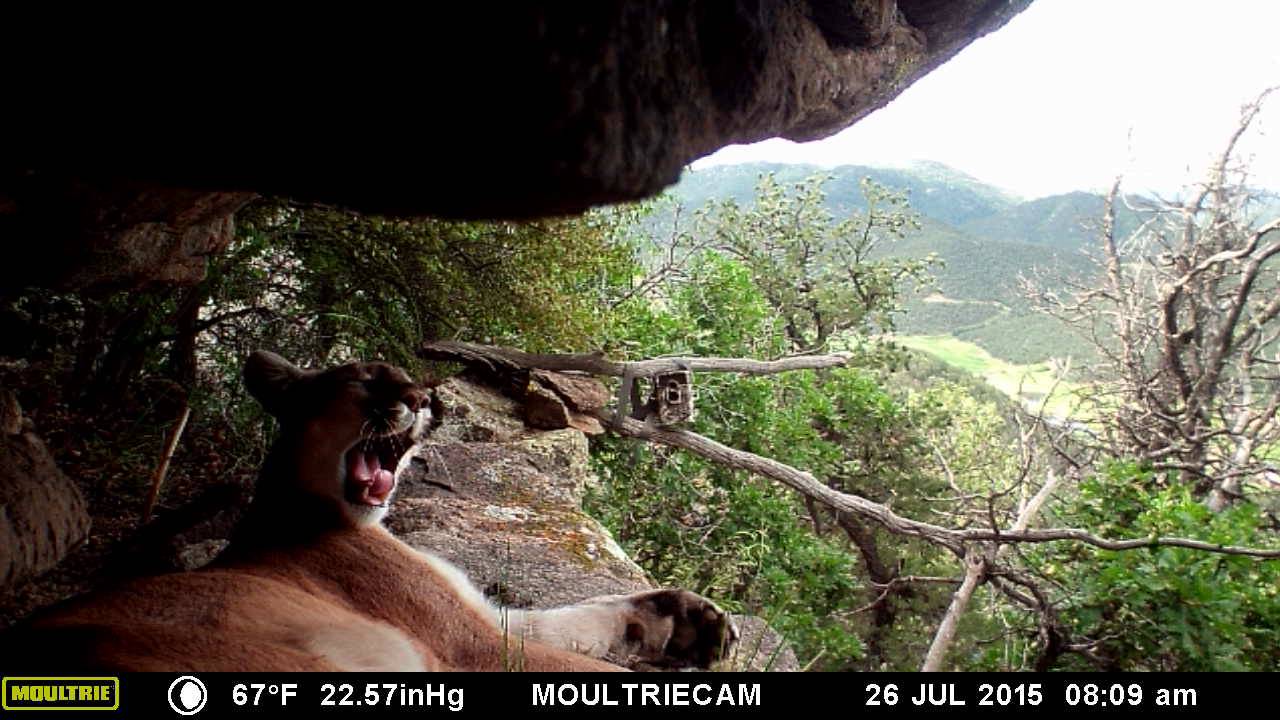 Killer Mountain Lion relaxes in Colorado mountain cave - YouTube