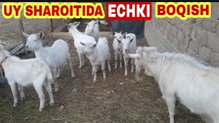 UY SHAROITIDA ECHKI BOQISH SIRLARI | УЙ ШАРОИТИДА ЕЧКИ БОКИШ СИРЛАРИ