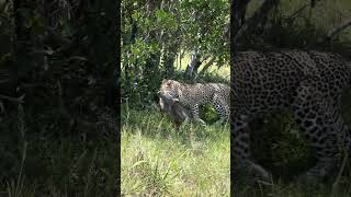 🎬HAPPY INTERNATIONAL LEOPARD DAY