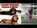 DACHSHUND ANJING PEMBURU YANG MANJA & SETIA - Shamrock & Wurstchen Kennel