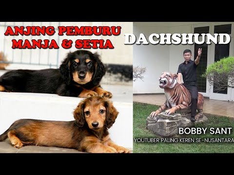 Video: Berapa Harga Anak Anjing Dachshund?