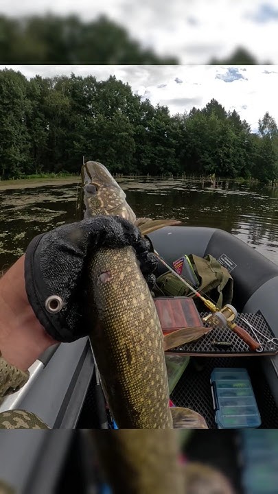 Снова воблер малас ловит щуку #fishing #рыбалка - YouTube