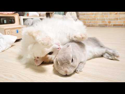 うさぎとにゃんこの仲良しシリーズ - YouTube