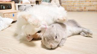姉うさぎにおなか丸出しでじゃれついちゃう猫がやっぱり弟過ぎる