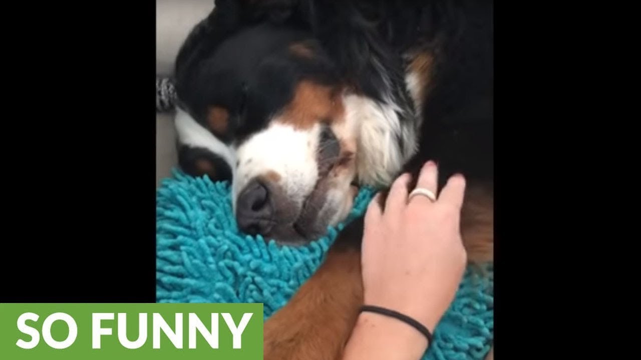 Needy dog gets frustrated when owner stops scratches YouTube