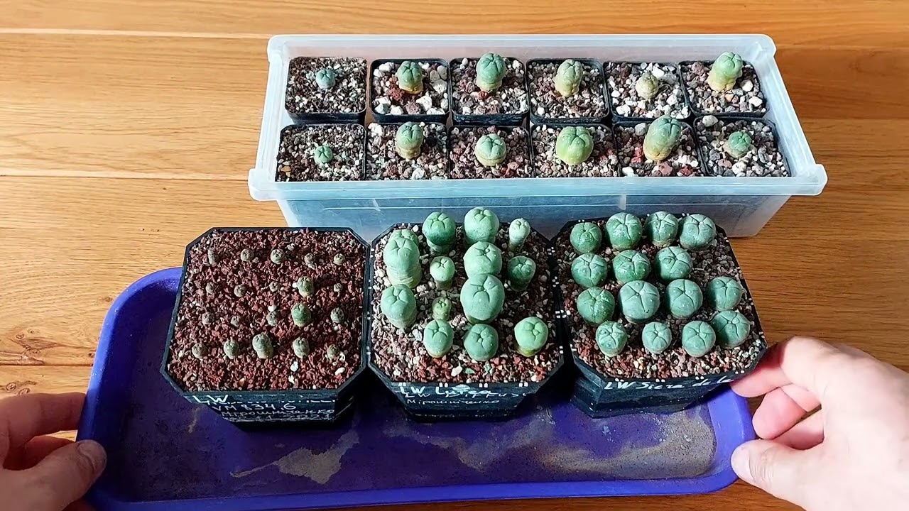 Lophophora williamsii - культовый кактус который должен быть в каждой коллекции.