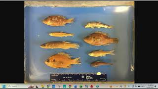 Biology II lab Fish Measurements