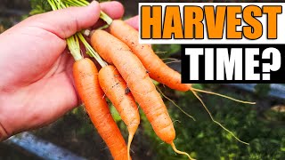 3 Signs Your Carrots Are Ready - Garden Quickie Episode 167