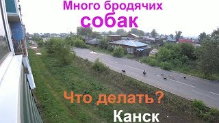 В городе много бродячих собак.Стерилизовать,усыплять или в питомник? В городе много бродячих собак.Стерилизовать,усыплять или в питомник?