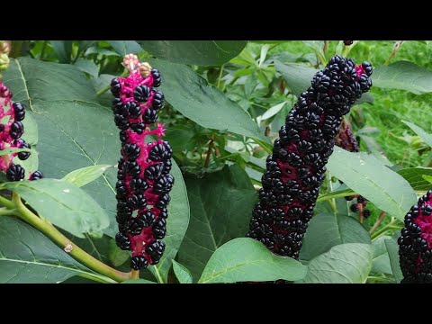 Видео: Pokeberry Уход за растениями и их использование: как выращивать Pokeberry в саду