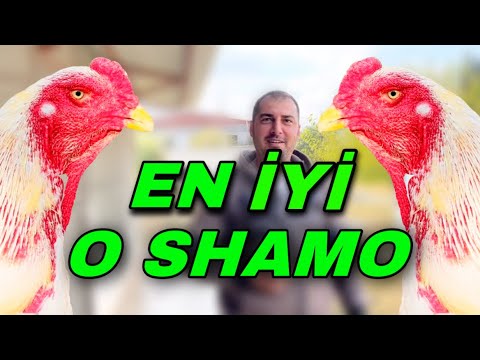 O SHAMO ÜRETİMİ NASIL OLMALI ??? - EN KALABALIK O SHAMO ÇİFTLİĞİ