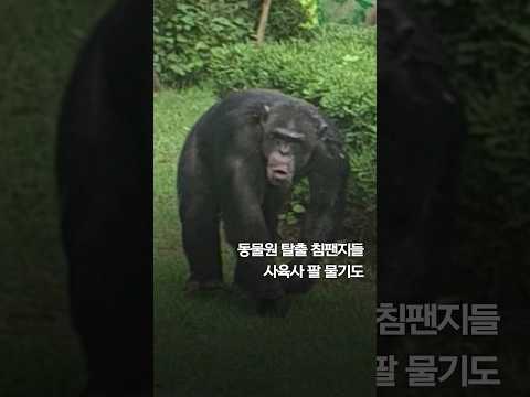 동물원 침팬지 탈출 소동…사육사 팔 물기도 #shorts