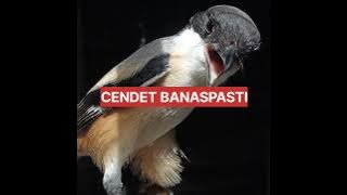 Cendet banaspati masteran suara jernih dan jeda
