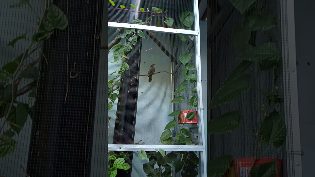 Ternak cucakrowo dg kandang terbuka