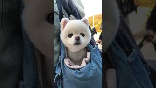 샤샤는  참 예쁘다~ #puppy #pomeranian #dog #강아지 #뽀메라니안 #포메라니안 #포메 #뽀메  #화이트뽀메곰돌이컷