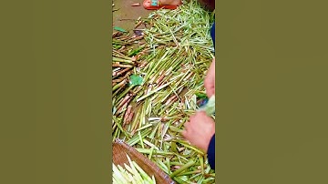 cool process for peeling harvested bamboo shoots #shorts