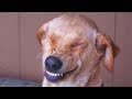 Funny Guilty Dogs Compilation NEW