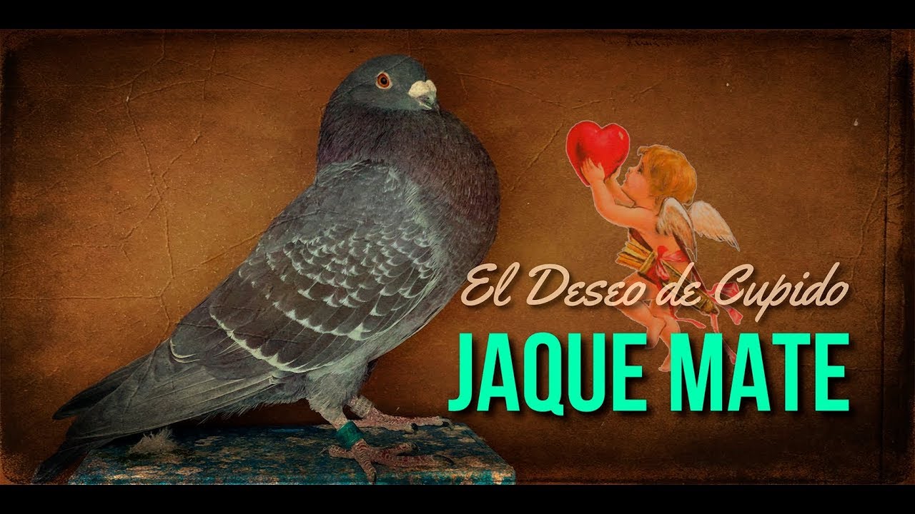 Colombicultura. Un palomo para soñar... 😴😴😴😍😍😍