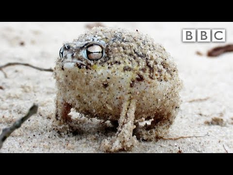 A tiny angry squeaking Frog ? | Super Cute Animals - BBC