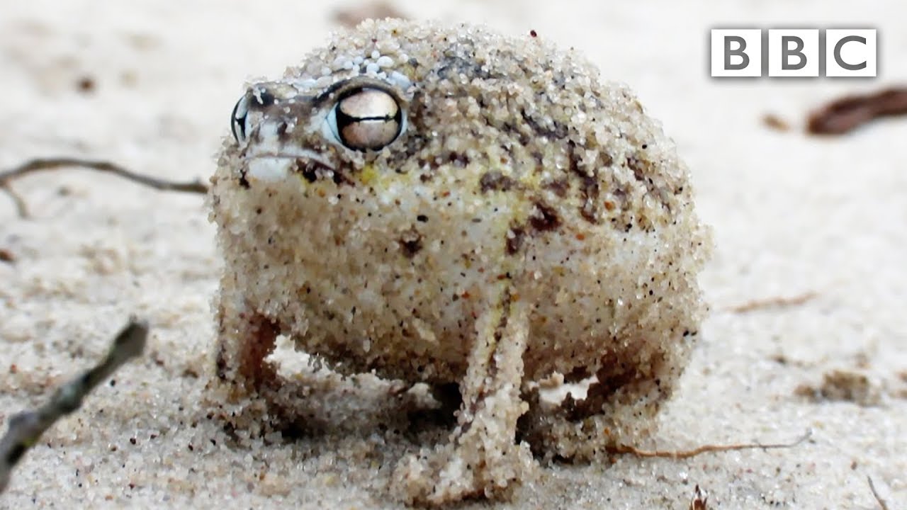 A Tiny Angry Squeaking Frog Super Cute Animals Bbc Youtube