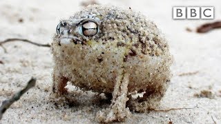 A tiny angry squeaking Frog 🐸 | Super Cute Animals - BBC