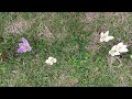 Crocus bulbs blooming and flowering in a garden in Iowa in Spring with wind moving Crocus flowers.