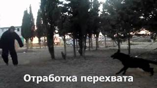 Восточно-европейская овчарка Black Dragon Fire (возраст 13 мес.) Восточно-европейская овчарка Black Dragon Fire (возраст 13 мес.)
