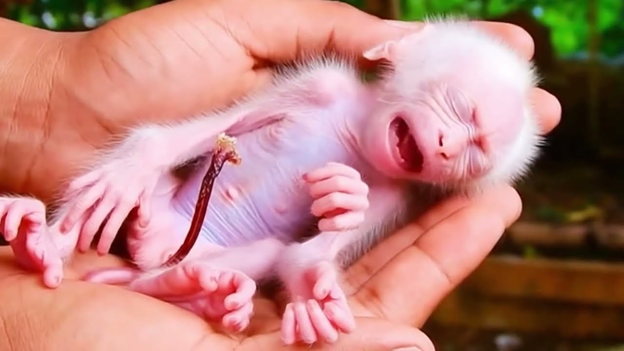 Have You Seen Most Tiny baby Monkey Like This ??? Save Baby Monkey