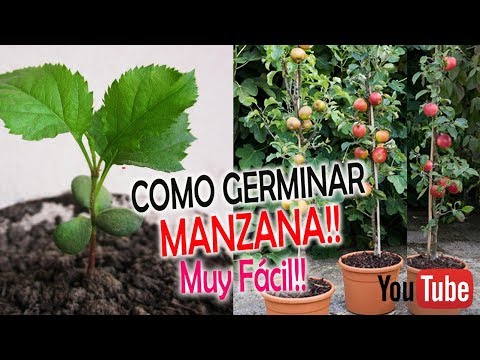 Video: Cómo Cultivar Un Manzano Columnar