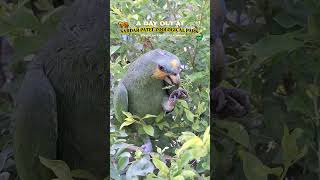 SARDAR PATEL ZOOLOGICAL PARK📍STATUE OF UNITY, EKTA NAGAR #zoo #animals #birds #nature #fyp #ytshorts