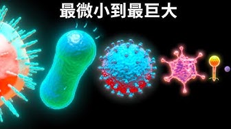 微生物 Youtube