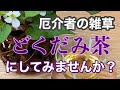 健康、そしてダイエット!いいこといっぱい!抜いても抜いても生えてくる雑草【どくだみ】お茶にして楽しもう!230609#どくだみ茶#ダイエット#高血圧#健康茶