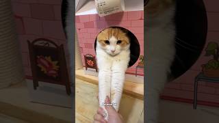 Cute cat dance😺 #reels #cat #catvideos #funnycatvideos #shorts #trendingshorts #ytcat #funny #cute